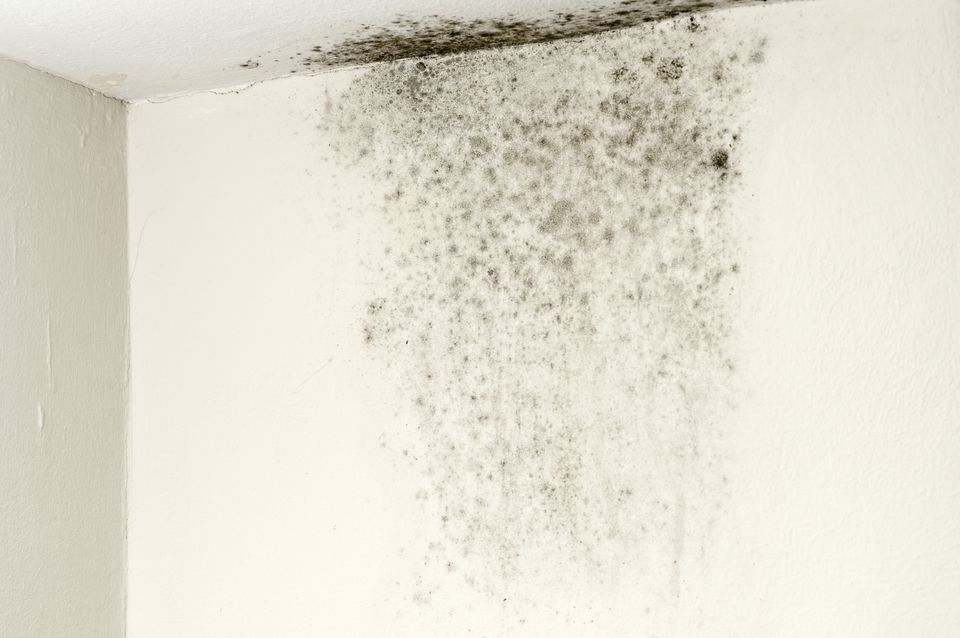 mold-on-ceiling-184964190-595542743df78cdc29e3081e.jpg