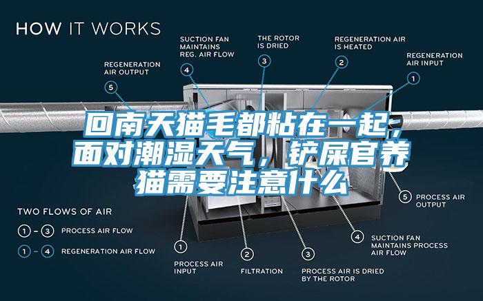 回南天貓毛都粘在一起，面對潮濕天氣，鏟屎官養貓需要注意什么